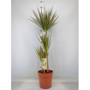 Dracaena marg. 'Bicolor'