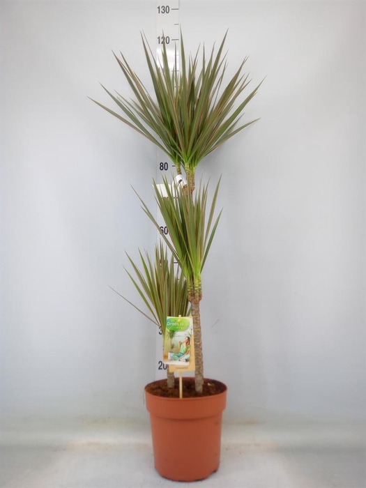 <h4>Dracaena marg. 'Bicolor'</h4>