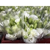 Lisianthus White (Farm Fresh) p/bunch)