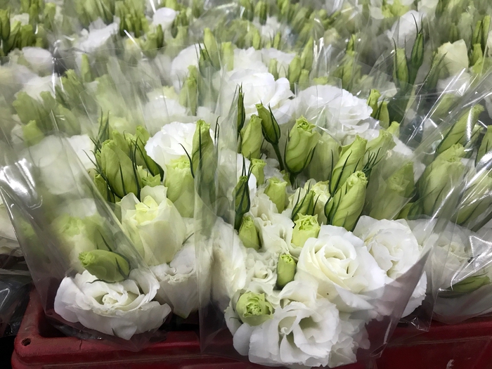 Lisianthus White (Farm Fresh) p/bunch)
