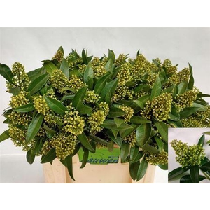 Skimmia C Kew Green Bs