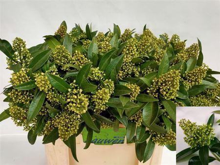 <h4>Skimmia C Kew Green Bs</h4>
