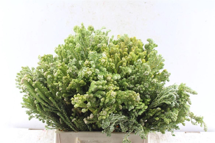 <h4>Kaaps Diosma</h4>