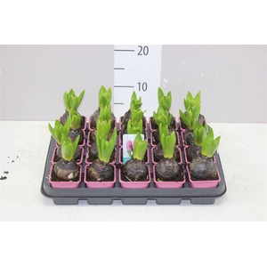 Hyacinthus Pink Pearl 1pp