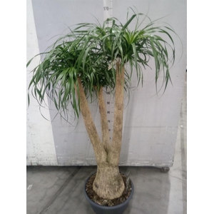 Beaucarnea recurvata