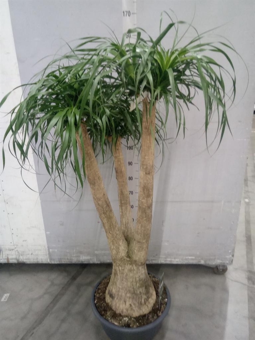 <h4>Beaucarnea recurvata</h4>
