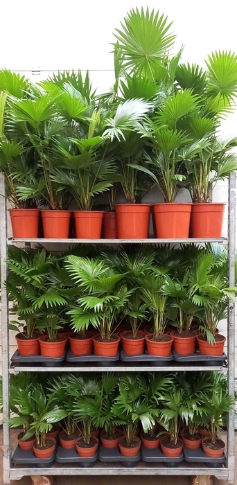 <h4>Livistona mixkar 7</h4>