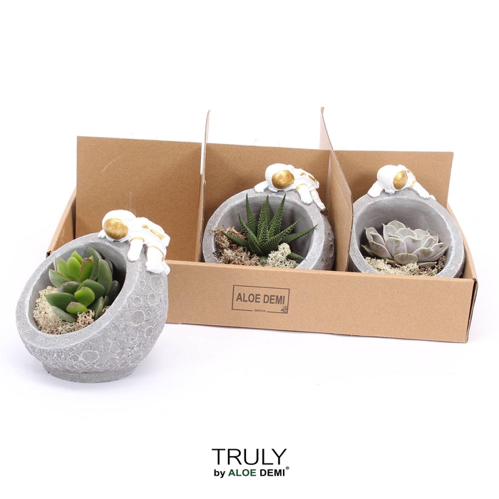 <h4>Succulents   ...</h4>