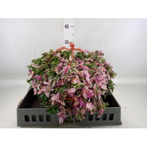 Tradescantia flum. 'Quadricolor'