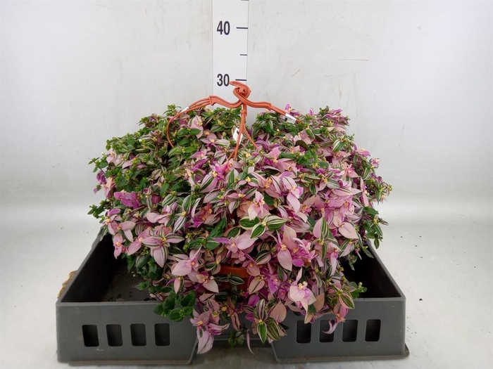 <h4>Tradescantia flum. 'Quadricolor'</h4>