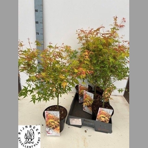ACER PA KATSURA