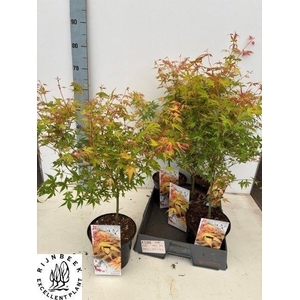 ACER PA KATSURA
