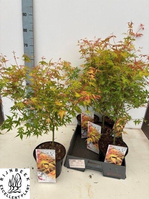 <h4>ACER PA KATSURA</h4>