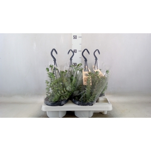 Crassula marnieriana