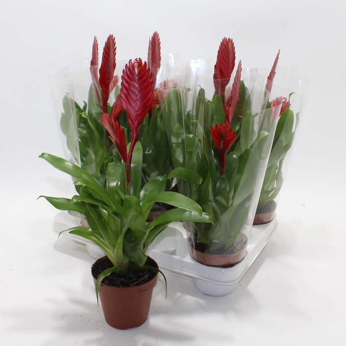 <h4>VRIES CHRISTIANE</h4>