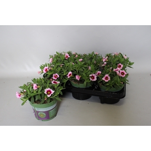 Calibrachoa Light Pink Eye