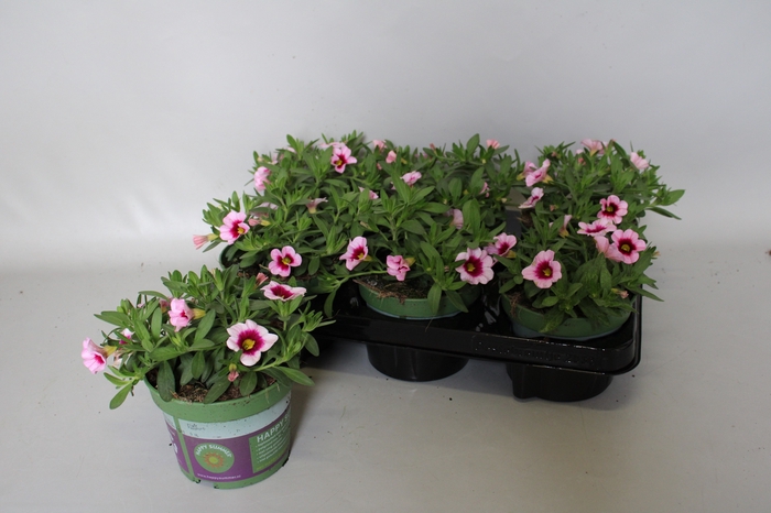 <h4>Calibrachoa Light Pink Eye</h4>