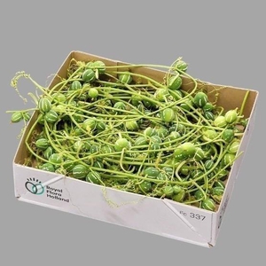 Diplocyclos Palmatus Streng 700cm