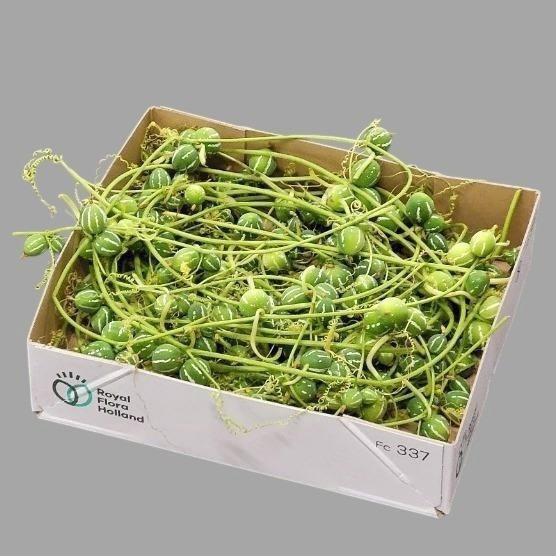<h4>Diplocyclos Palmatus Streng 700cm</h4>