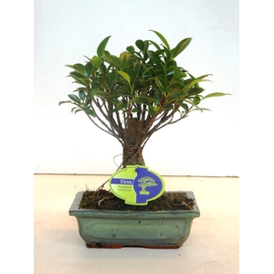 Ficus retusa, 20cm., broom, without drip tray