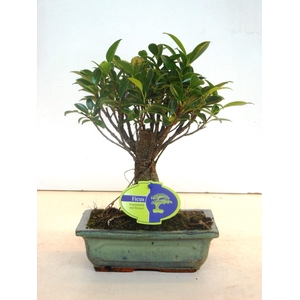 Ficus retusa, 20cm., broom, without drip tray