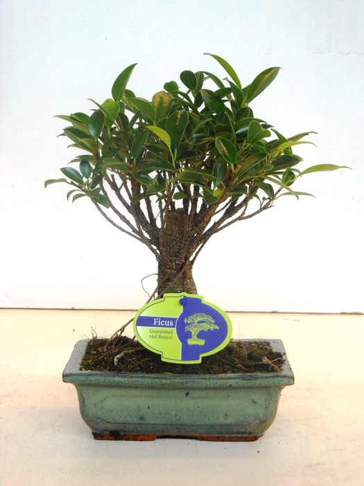 <h4>Ficus retusa, 20cm., broom, without drip tray</h4>