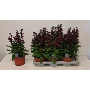 LOBE SP FAN BURGUNDY