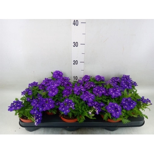 Verbena  'Rapunzel Violet'