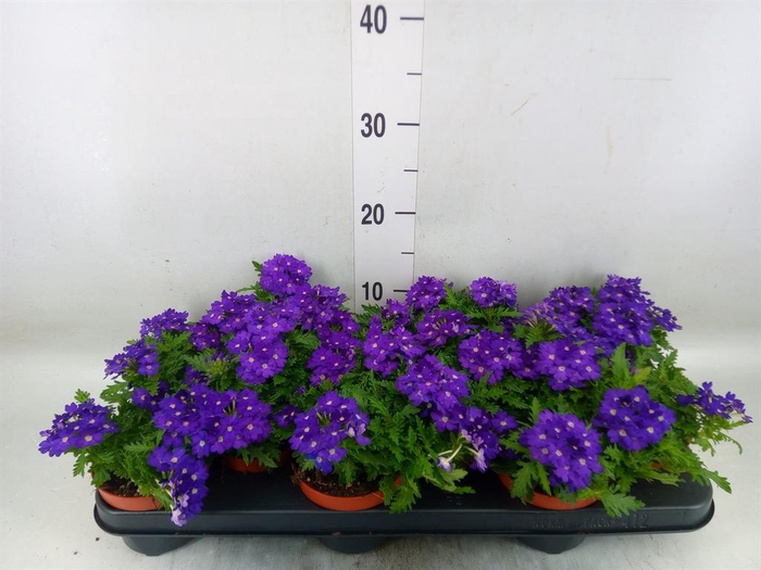 <h4>Verbena 'Rapunzel Violet'</h4>