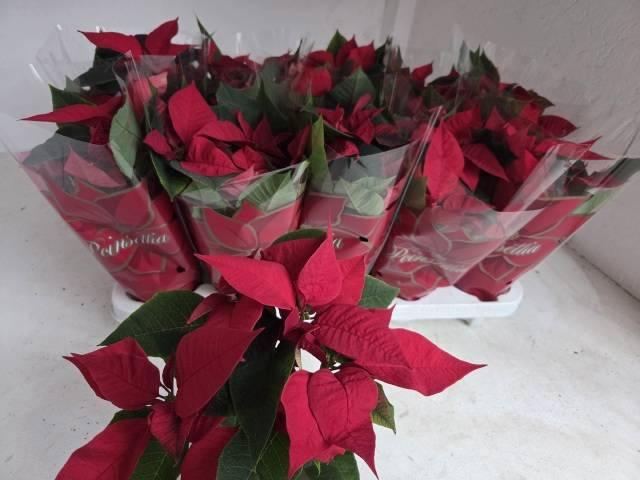 <h4>EUPHOR P MARS</h4>