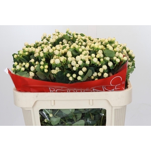 Hypericum Cool Romance Spray