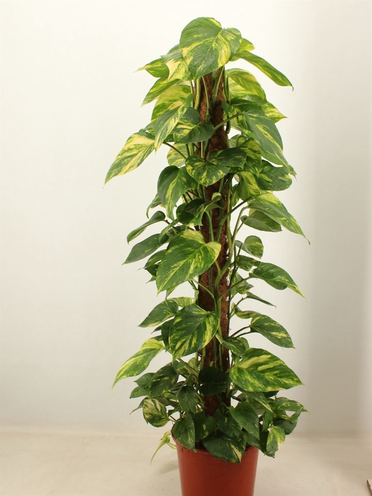 <h4>Epipremnum pinn.   ...moss stick</h4>