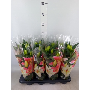 Lilium ori.  'Sunny Azores'