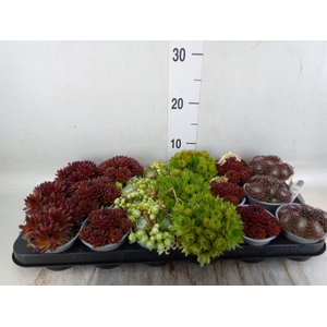 Sempervivum   ...mix
