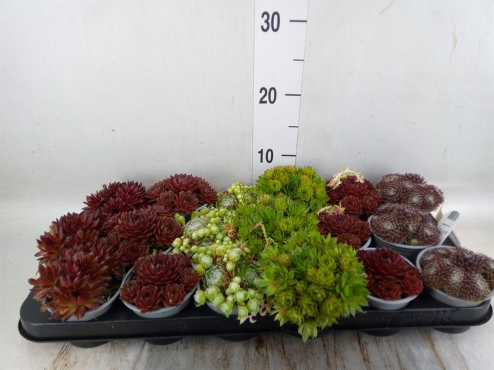 <h4>Sempervivum   ...mix</h4>
