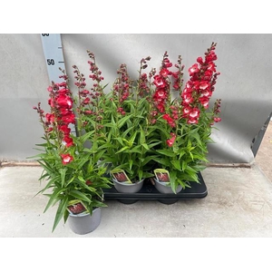 PENST TUB BELLS RED