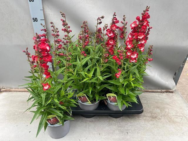 <h4>PENST TUB BELLS RED</h4>