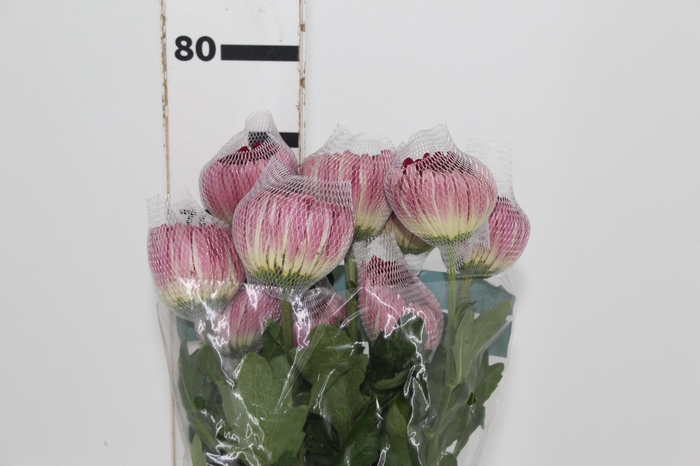 <h4>ANASTASIA LOTSO 080 CM</h4>