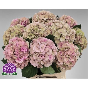 Hydr M Elbtal Cl