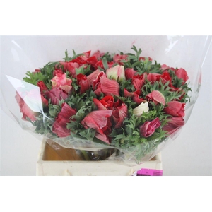 Anem Mistral Super Red