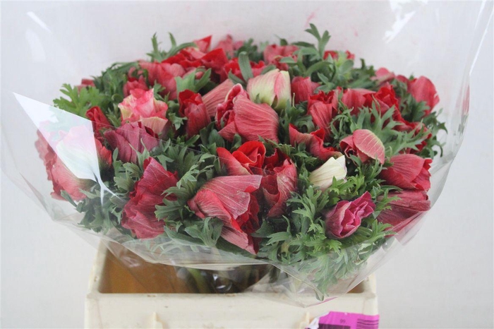 <h4>Anem Mistral Super Red</h4>