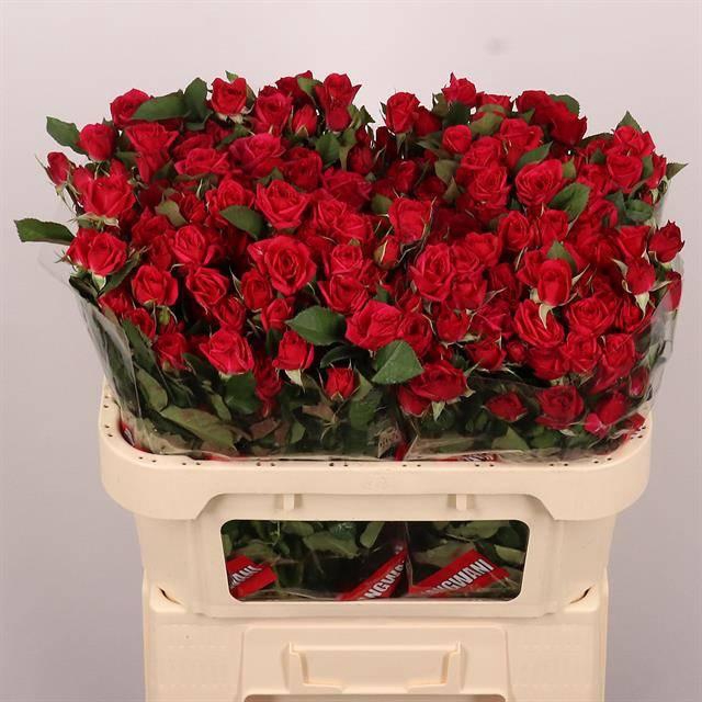 <h4>Rosa tros Quincy</h4>