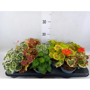 Pelargonium zona.   ...