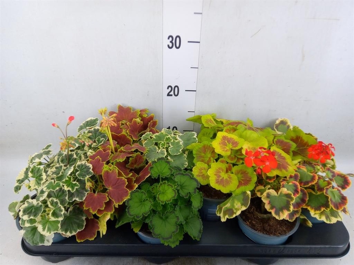 <h4>Pelargonium zona.   ...</h4>