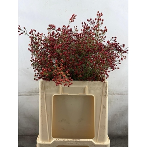 Rozenbottel Rosefruits Tops