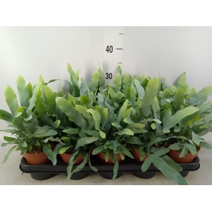 Phlebodium aureum 'Blue Star'