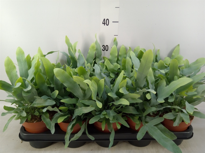 <h4>Phlebodium aureum 'Blue Star'</h4>
