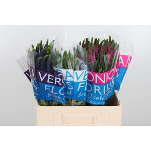 Veron Smart Gem