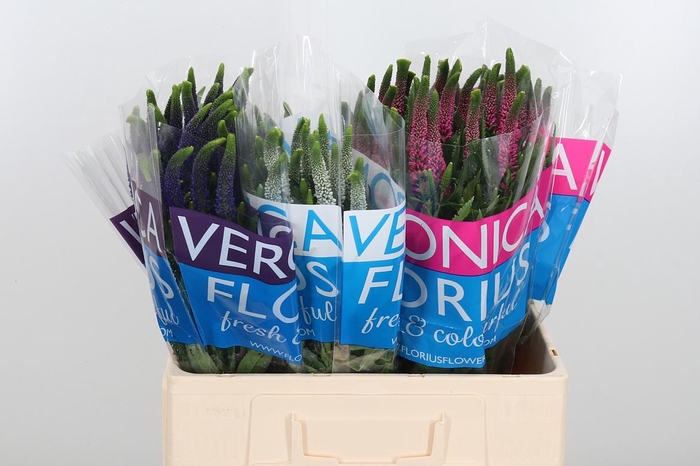 <h4>Veron Smart Gem</h4>