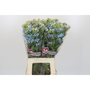 Oxypetalum Tweedia Blue